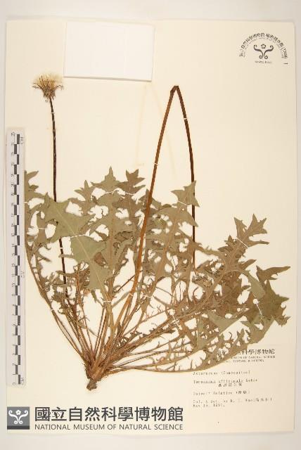 西洋蒲公英藏品圖，第1張