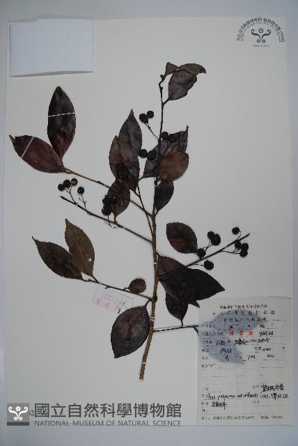 冬青藏品圖，第1張