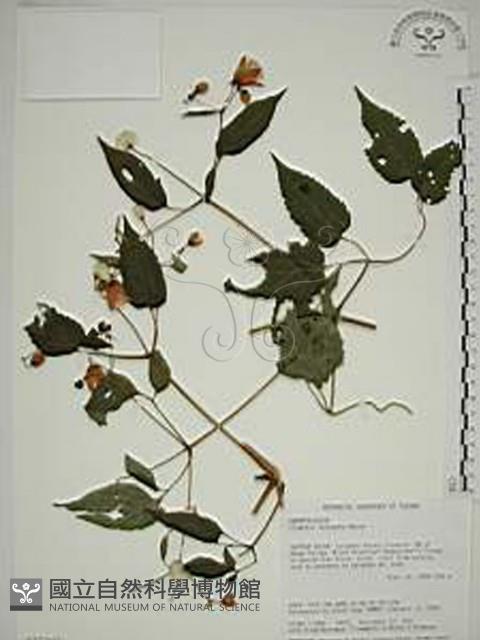 小木通藏品圖，第1張