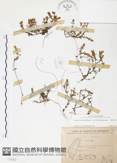 玉山龍膽藏品圖，第1張