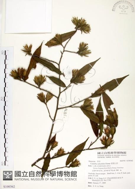 柳葉山茶藏品圖，第1張