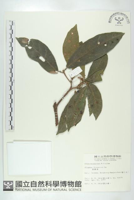 猴歡喜藏品圖，第1張