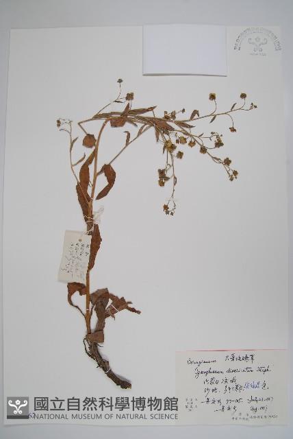 大果琉璃草藏品圖，第1張