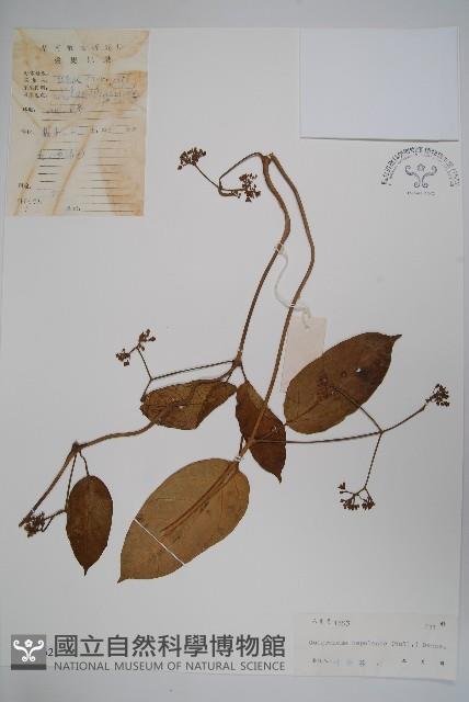 纖冠藤藏品圖，第1張