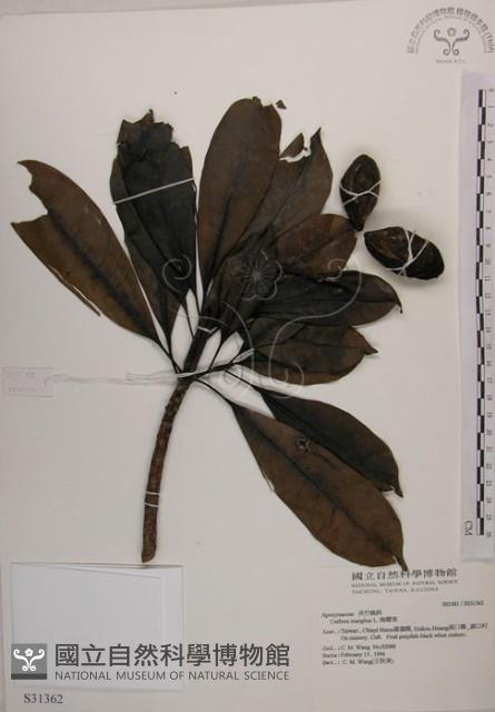 海檬果藏品圖，第1張