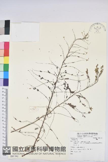 登錄號:S081362藏品圖，第1張