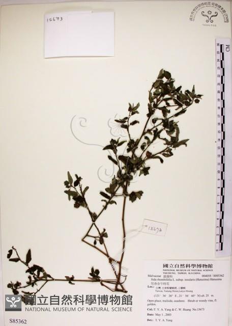 恆春金午時花藏品圖，第1張