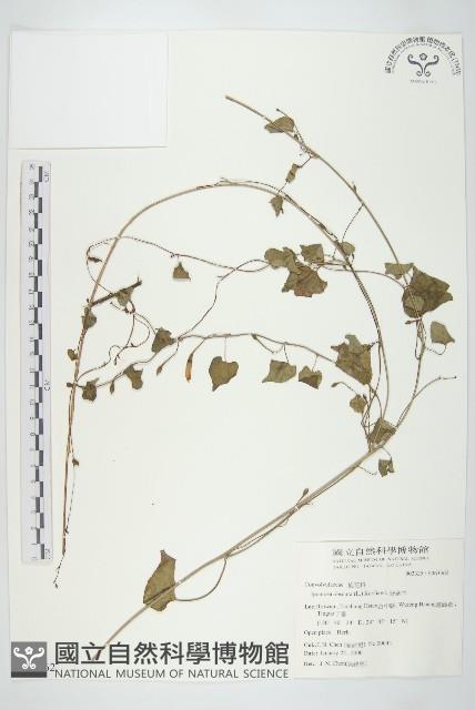 野牽牛藏品圖，第1張