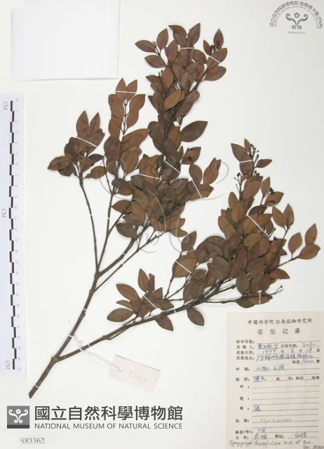 小葉赤楠藏品圖，第1張