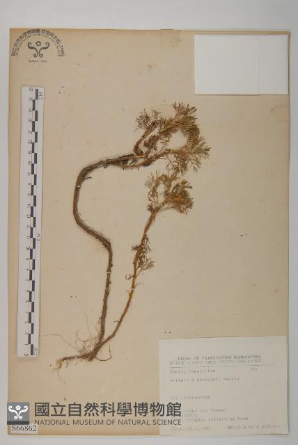 高山艾藏品圖，第1張