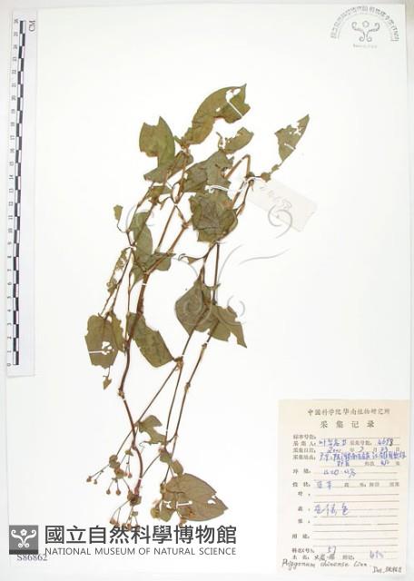 火炭母草、清飯藤藏品圖，第1張