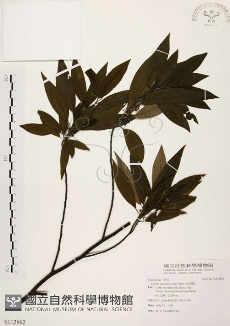 山胡椒藏品圖，第1張