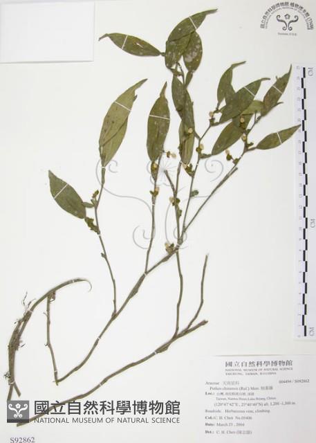 柚葉藤藏品圖，第1張