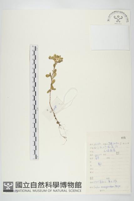 凹葉景天藏品圖，第1張