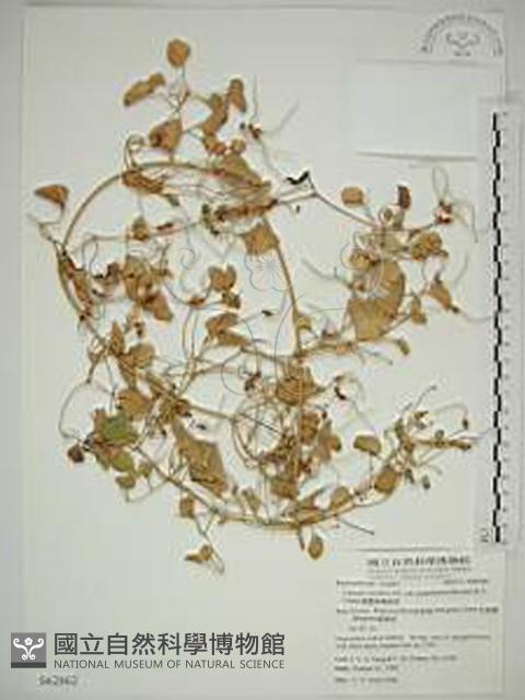 鵝鑾鼻鐵線蓮藏品圖，第1張