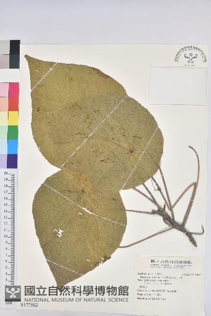 血桐藏品圖，第1張