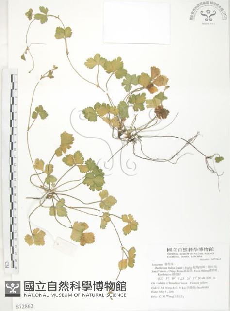 登錄號:S072862藏品圖，第1張
