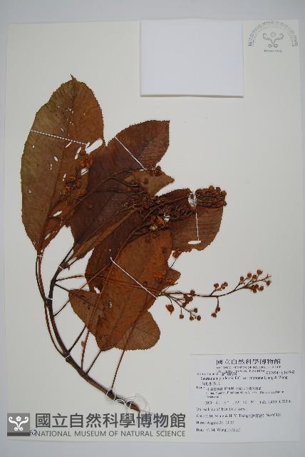 山地水冬瓜藏品圖，第1張