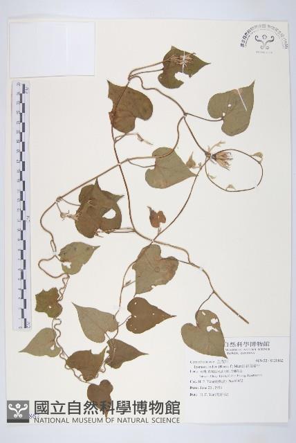 銳葉牽牛藏品圖，第1張