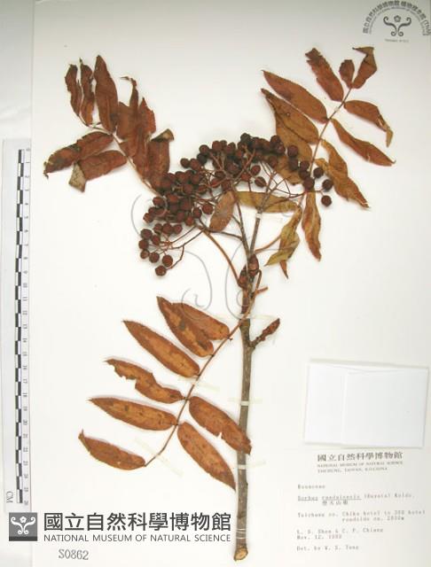 巒大花楸藏品圖，第1張