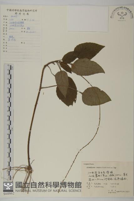 阿里山鬼督郵藏品圖，第1張