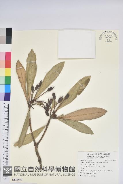 臺灣杜鵑藏品圖，第1張