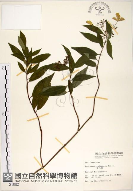 華八仙藏品圖，第1張