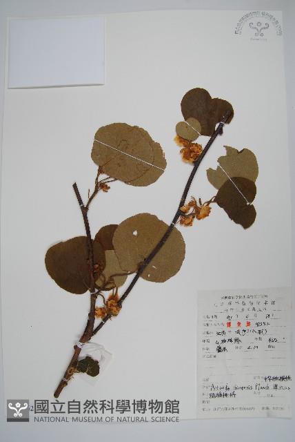 獼猴桃、奇異果藏品圖，第1張