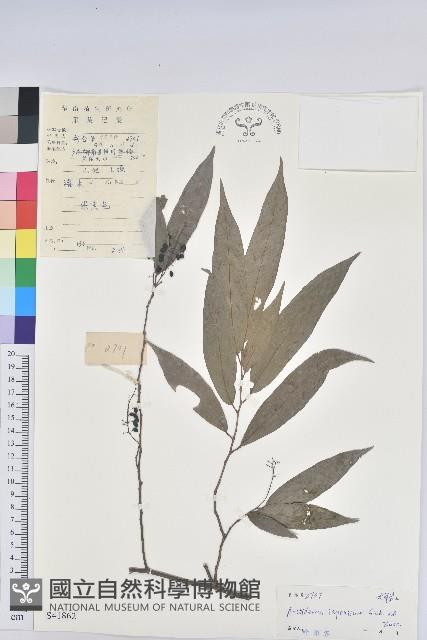 日本五月茶、南投五月茶藏品圖，第1張