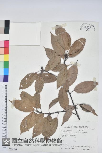 青剛櫟、鐵椆藏品圖，第1張