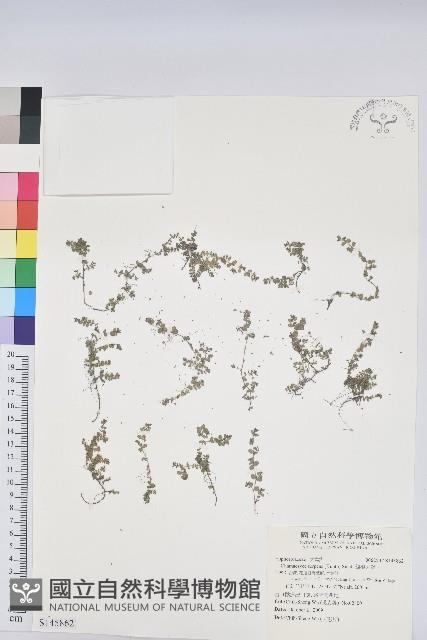 匐根大戟藏品圖，第1張