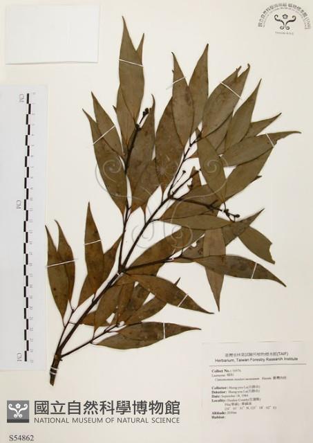 山肉桂、台灣肉桂藏品圖，第1張