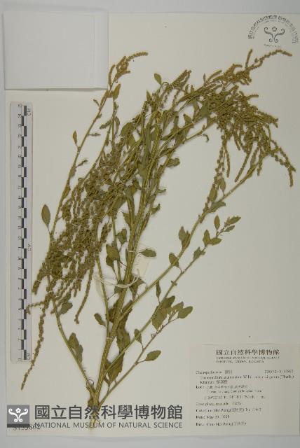 變葉藜藏品圖，第1張