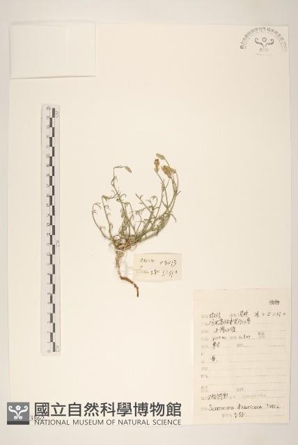 极叉枝鴨蔥藏品圖，第1張