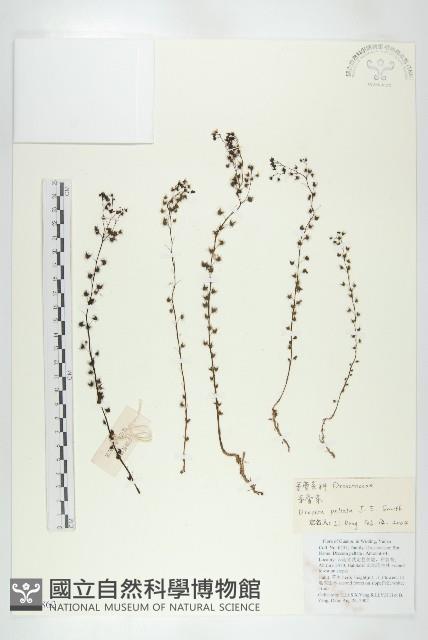 茅膏菜藏品圖，第1張