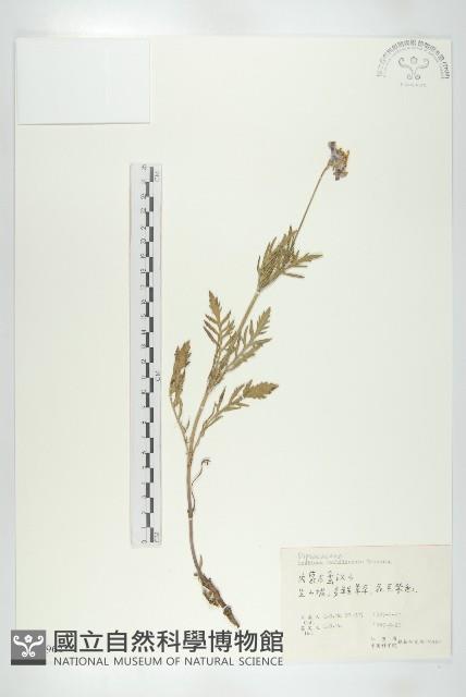 華北藍盆花藏品圖，第1張