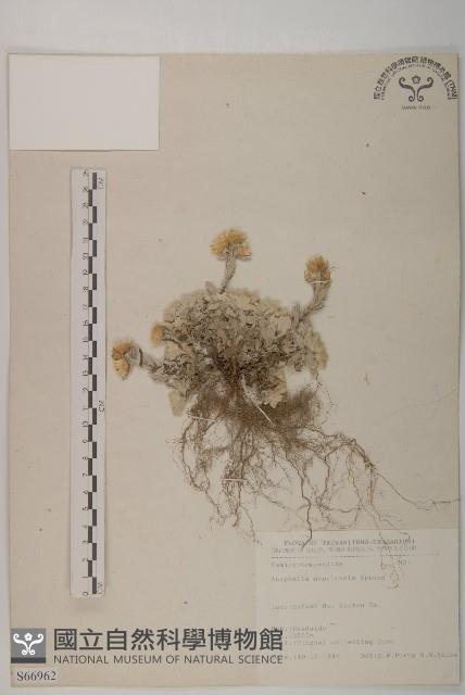 尼泊爾籟簫藏品圖，第1張