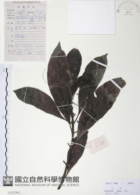 九節木、牛屎烏、青龍吐霧藏品圖，第1張