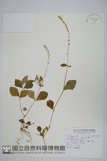 假川牛膝藏品圖，第1張