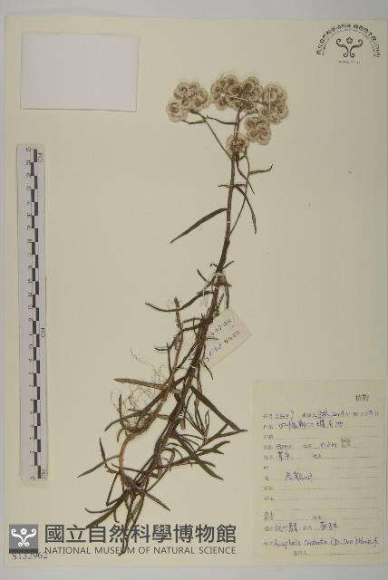 旋葉香青藏品圖，第1張