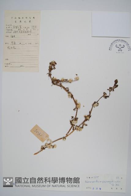 匙葉蓮子草藏品圖，第1張