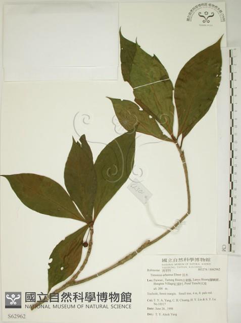 貝木藏品圖，第1張