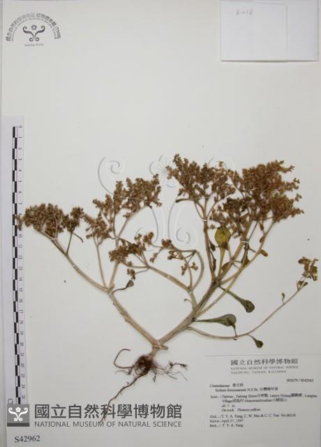 台灣佛甲草、石板菜藏品圖，第1張