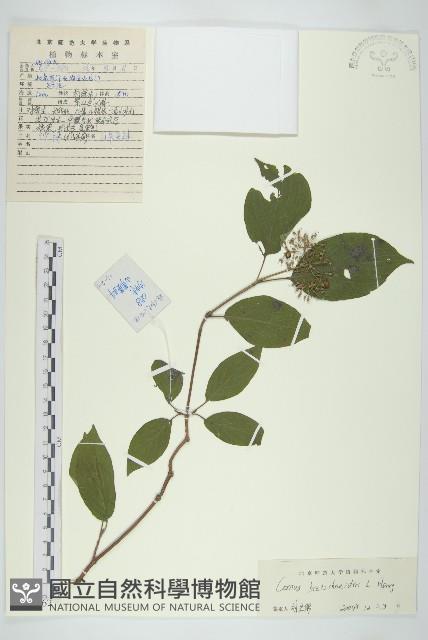 沙棶藏品圖，第1張