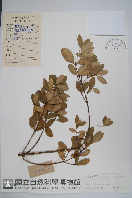 中國念珠藤藏品圖，第1張