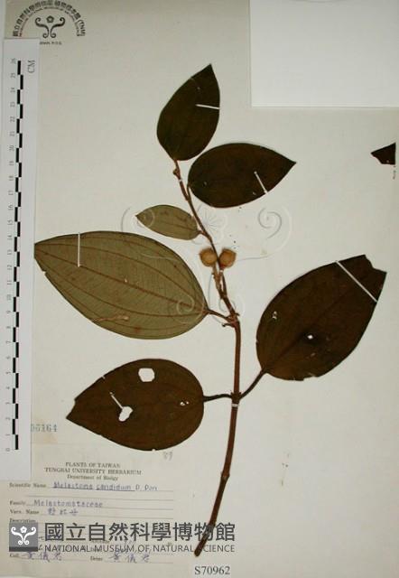 野牡丹藏品圖，第1張