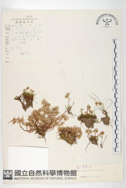 寬萼景天藏品圖，第1張