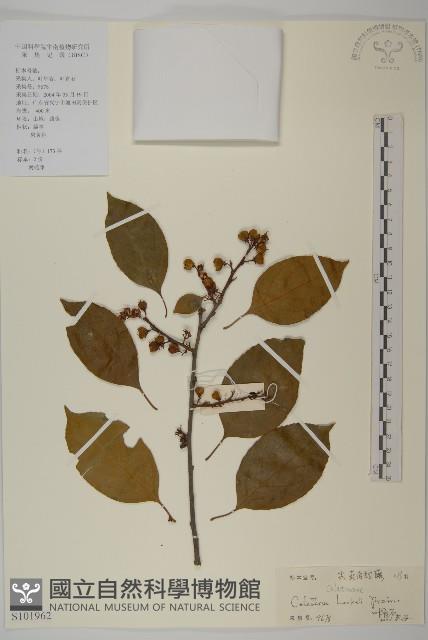 滇邊南蛇藤藏品圖，第1張