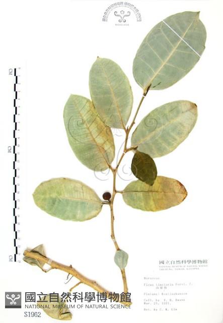 山豬枷藏品圖，第1張