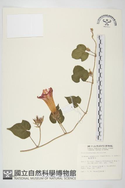 銳葉牽牛藏品圖，第1張